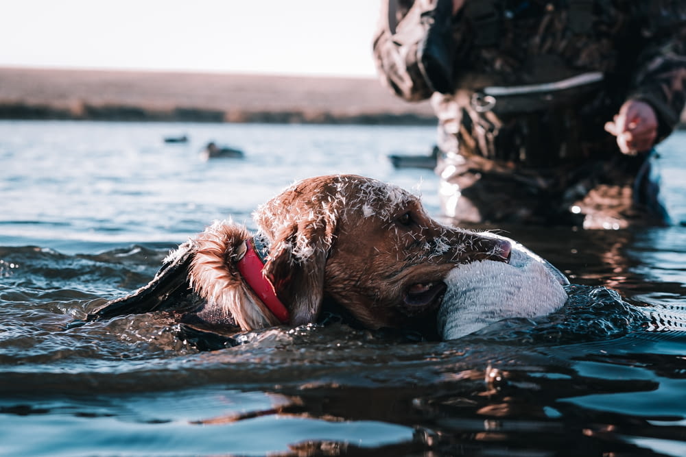 a dog is swimming in the water with a man