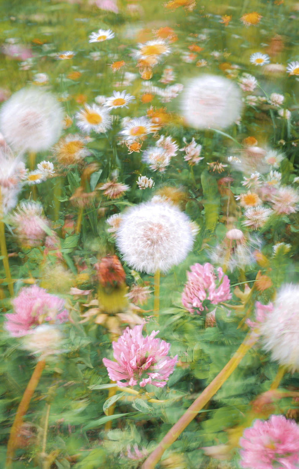 a field of wildflowers with a blurry background