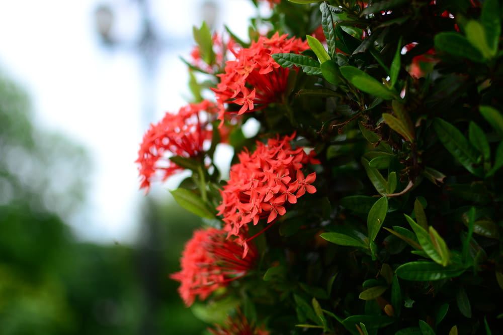 a bush with red flowers and green leaves