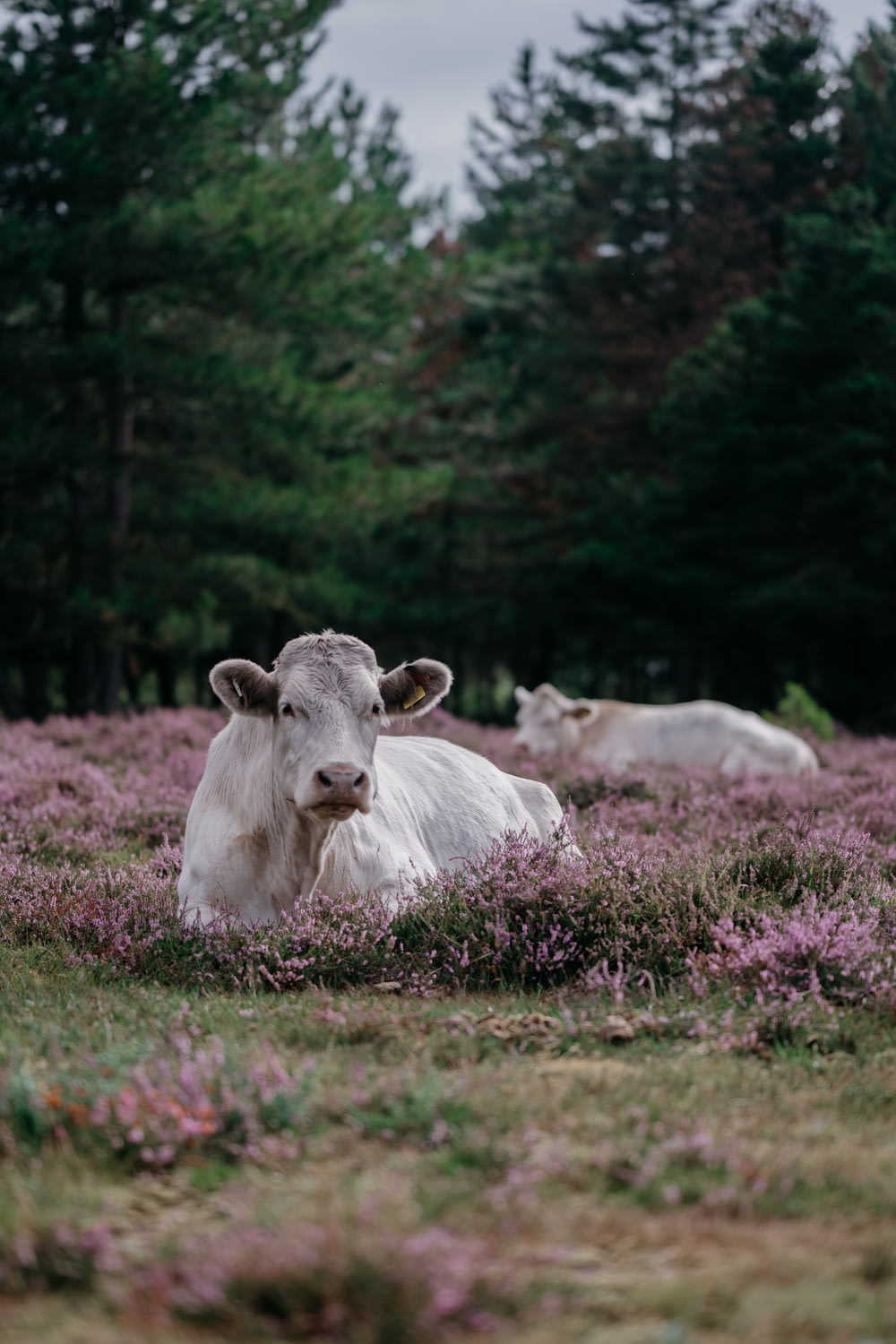 a cow laying in a field of purple flowers