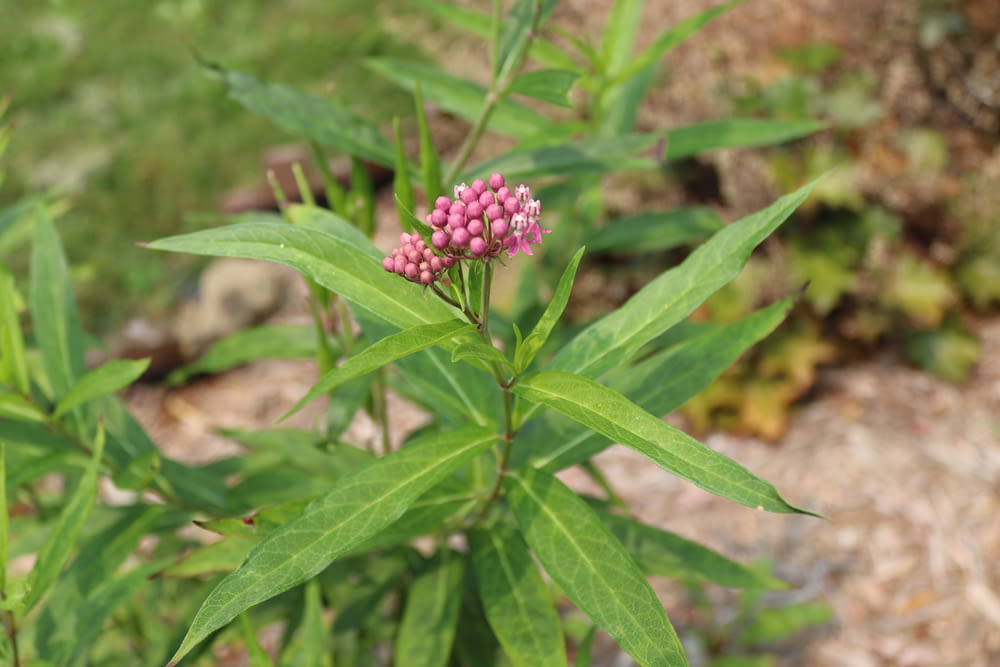 a small pink flower on a green plant