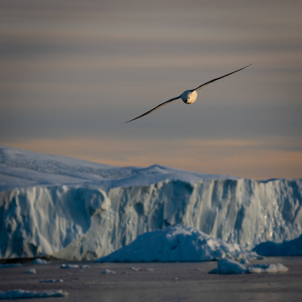 a large bird flying over a large iceberg