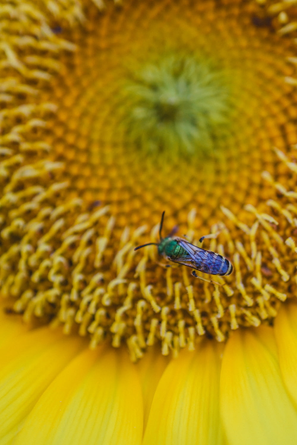 a bug is sitting on a large sunflower