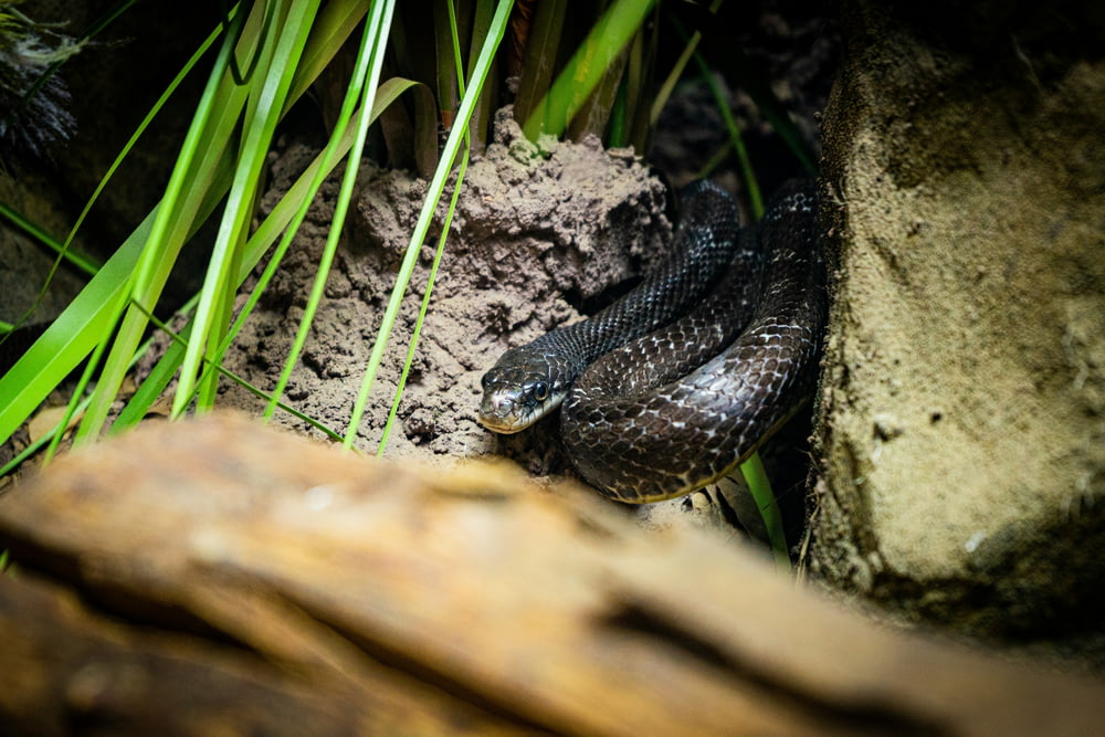 a black and brown snake laying on top of a rock