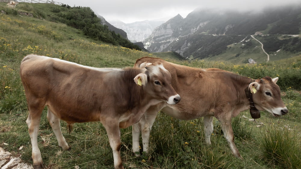 a couple of cows standing on top of a grass covered hillside