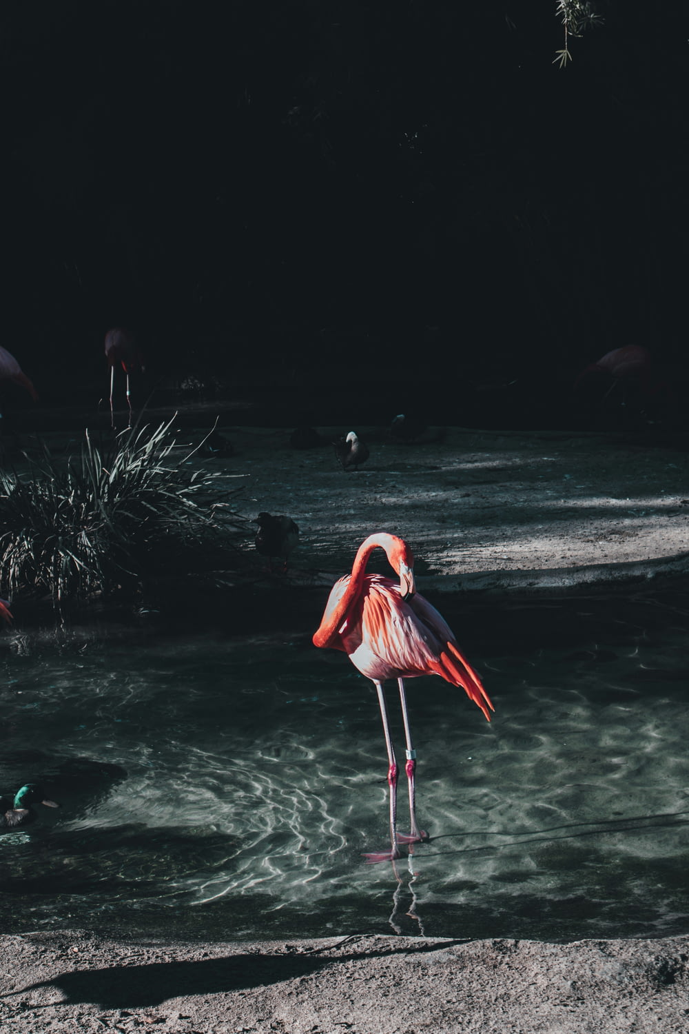 a flamingo standing in the water at the edge of a body of water