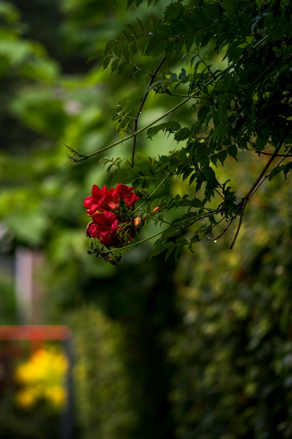 Une fleur rouge est suspendue à un arbre