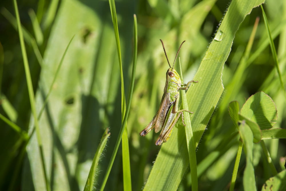 a grasshopper sitting on a blade of grass