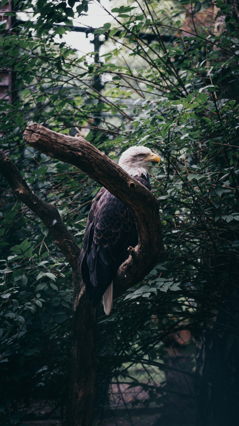a bald eagle perched on a tree branch