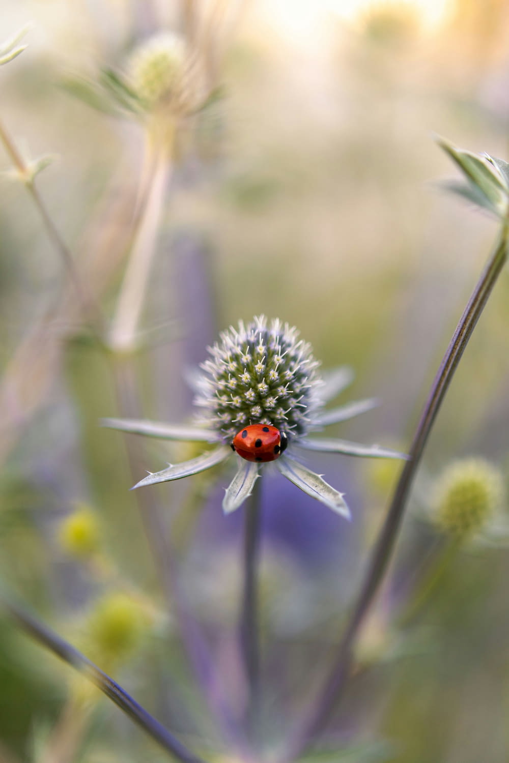 a lady bug sitting on top of a flower
