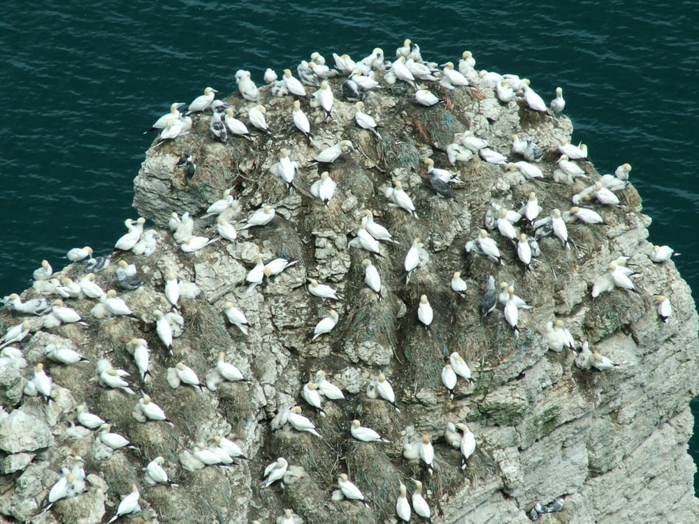 a flock of seagulls sitting on the edge of a cliff
