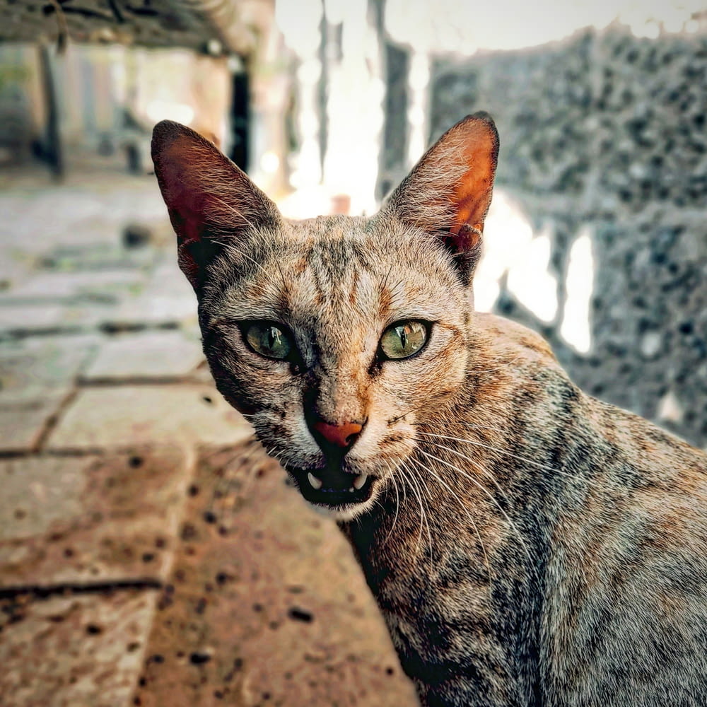 a close up of a cat near a wall