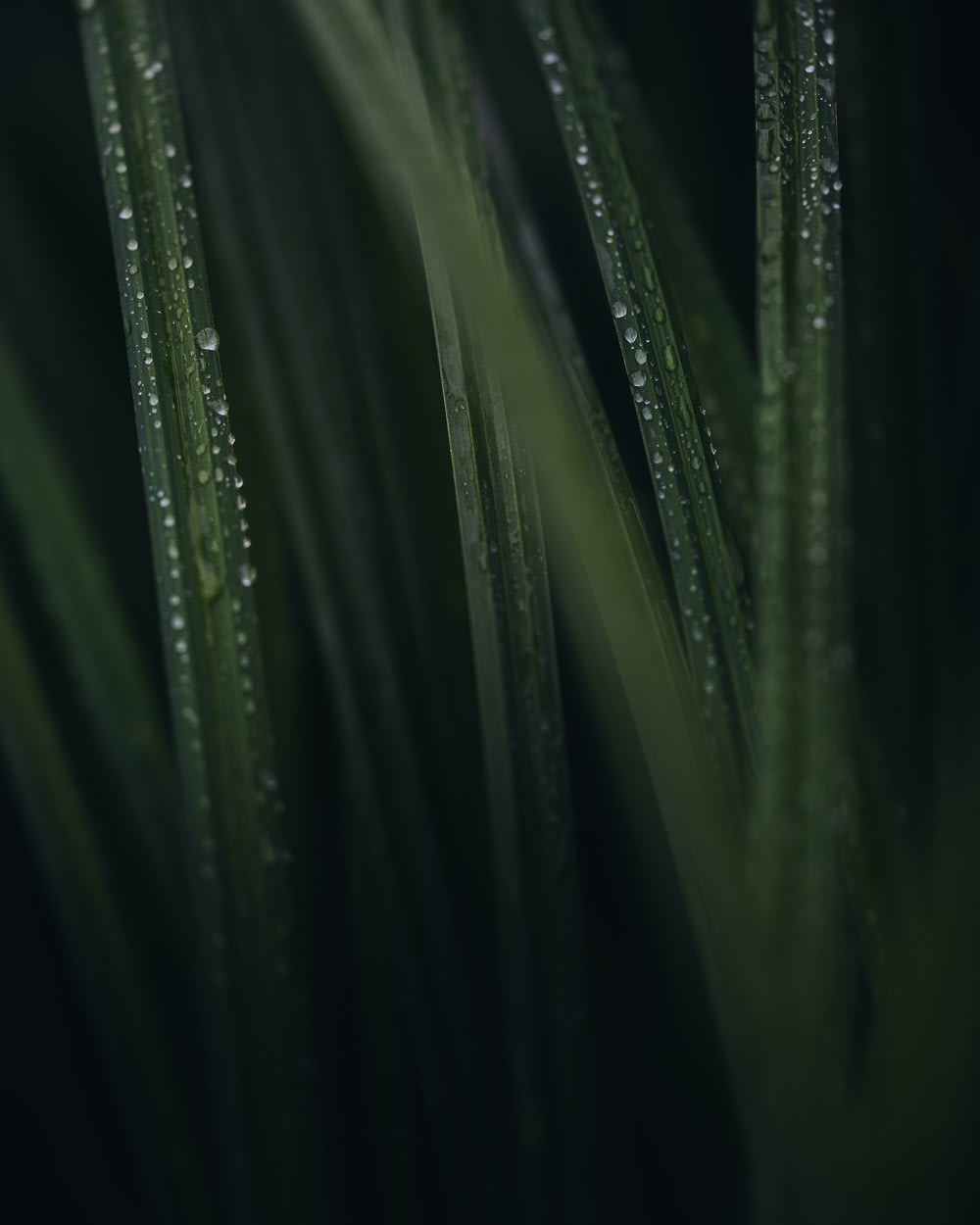 a close up of a green plant with drops of water on it
