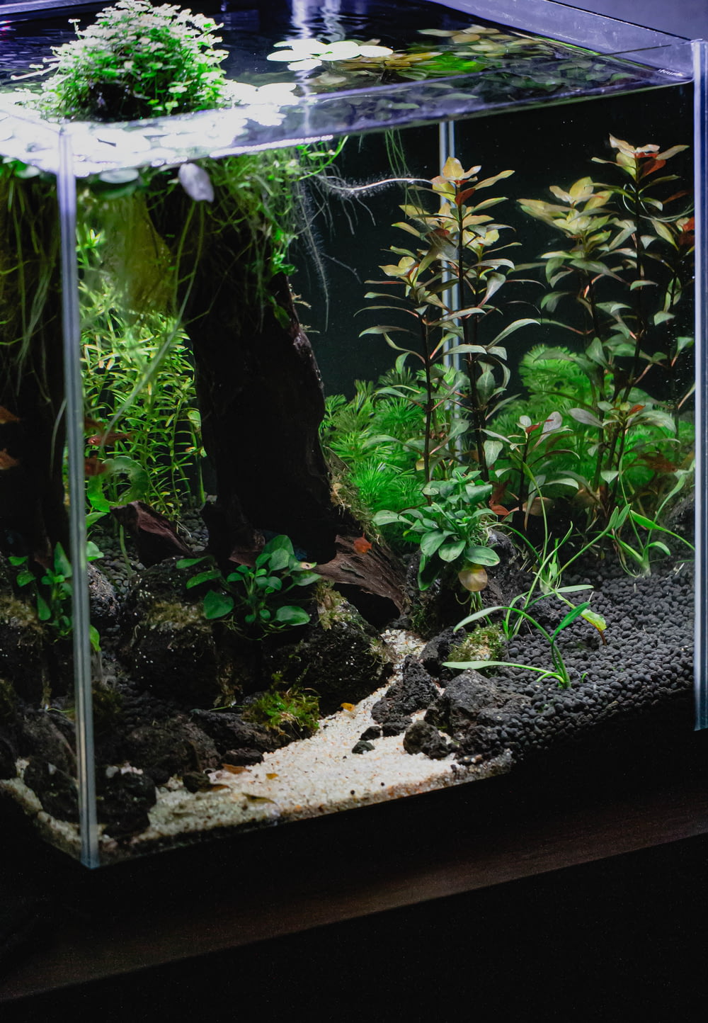 a fish tank filled with water and plants