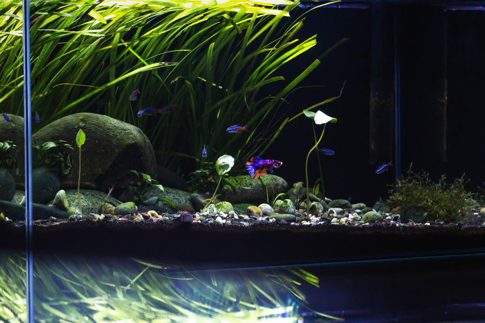 a fish tank filled with plants and rocks
