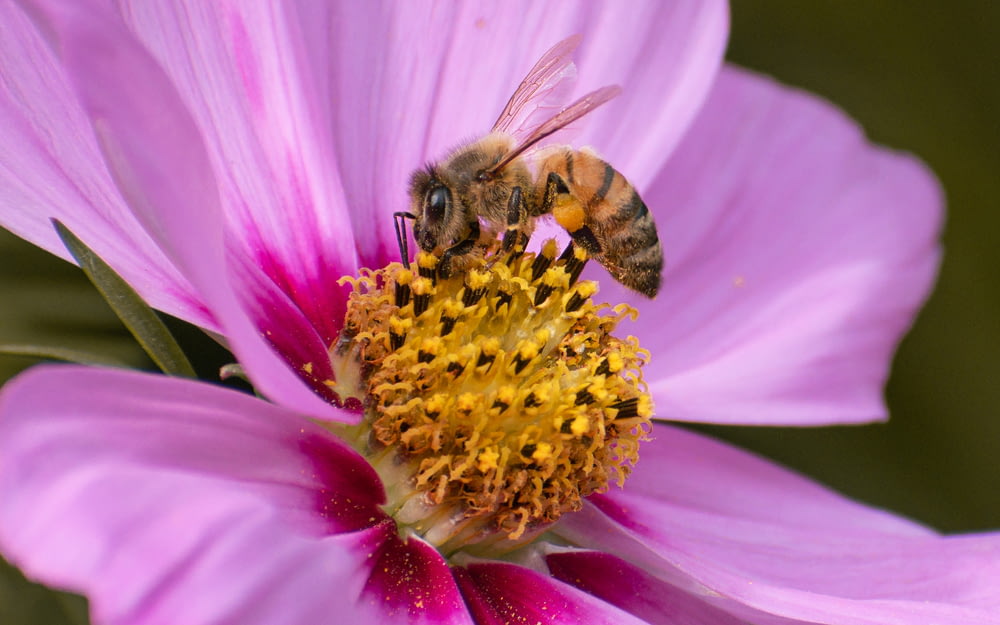 蜂がピンクの花の上に座っている