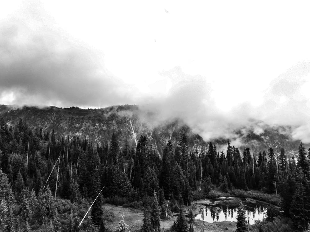 uma foto em preto e branco de uma floresta