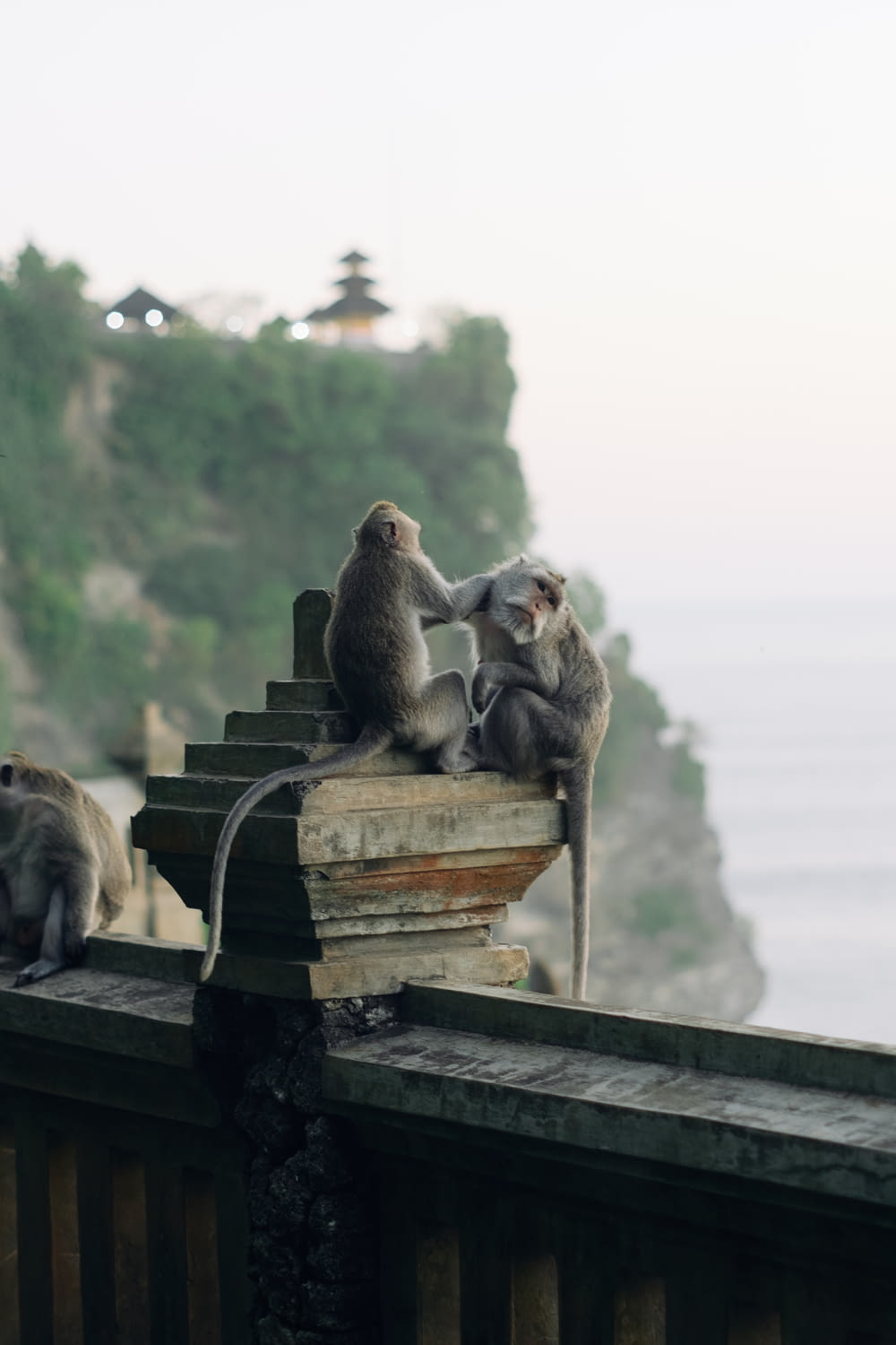 a group of monkeys sitting on top of a wooden fence