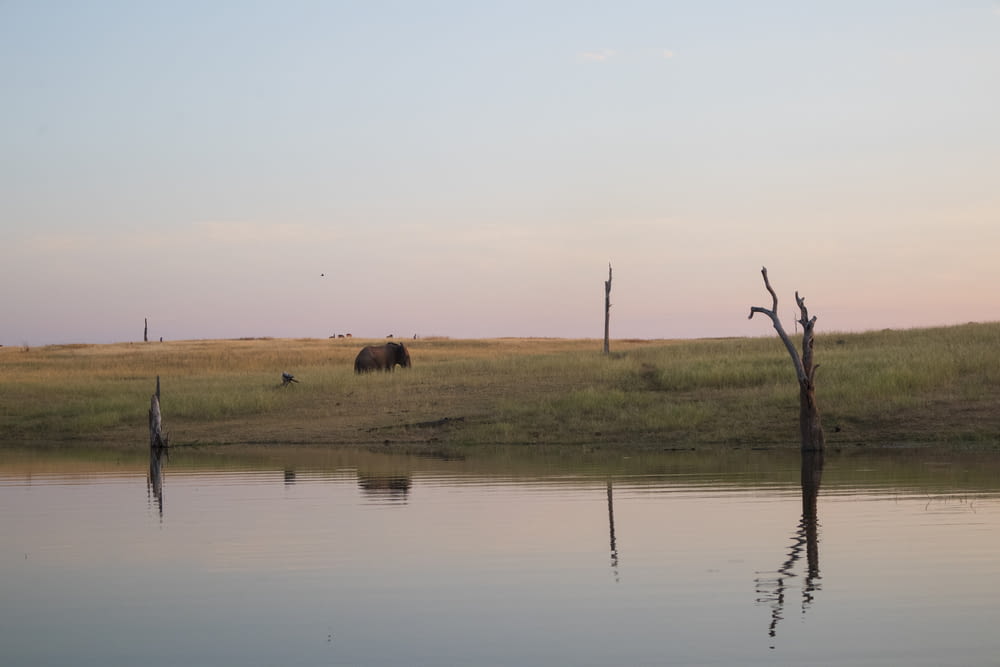 an elephant standing in a field next to a body of water