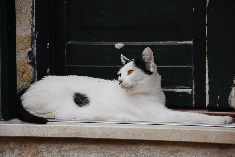 Eine schwarz-weiße Katze, die auf einem Fensterbrett liegt