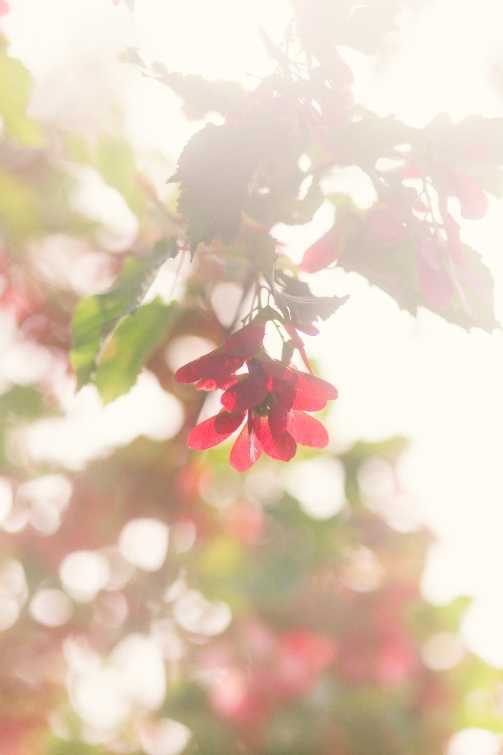 Un primo piano di un fiore rosso su un albero
