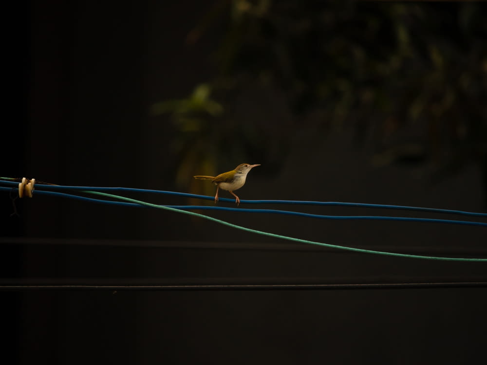 a small bird sitting on a wire in the dark