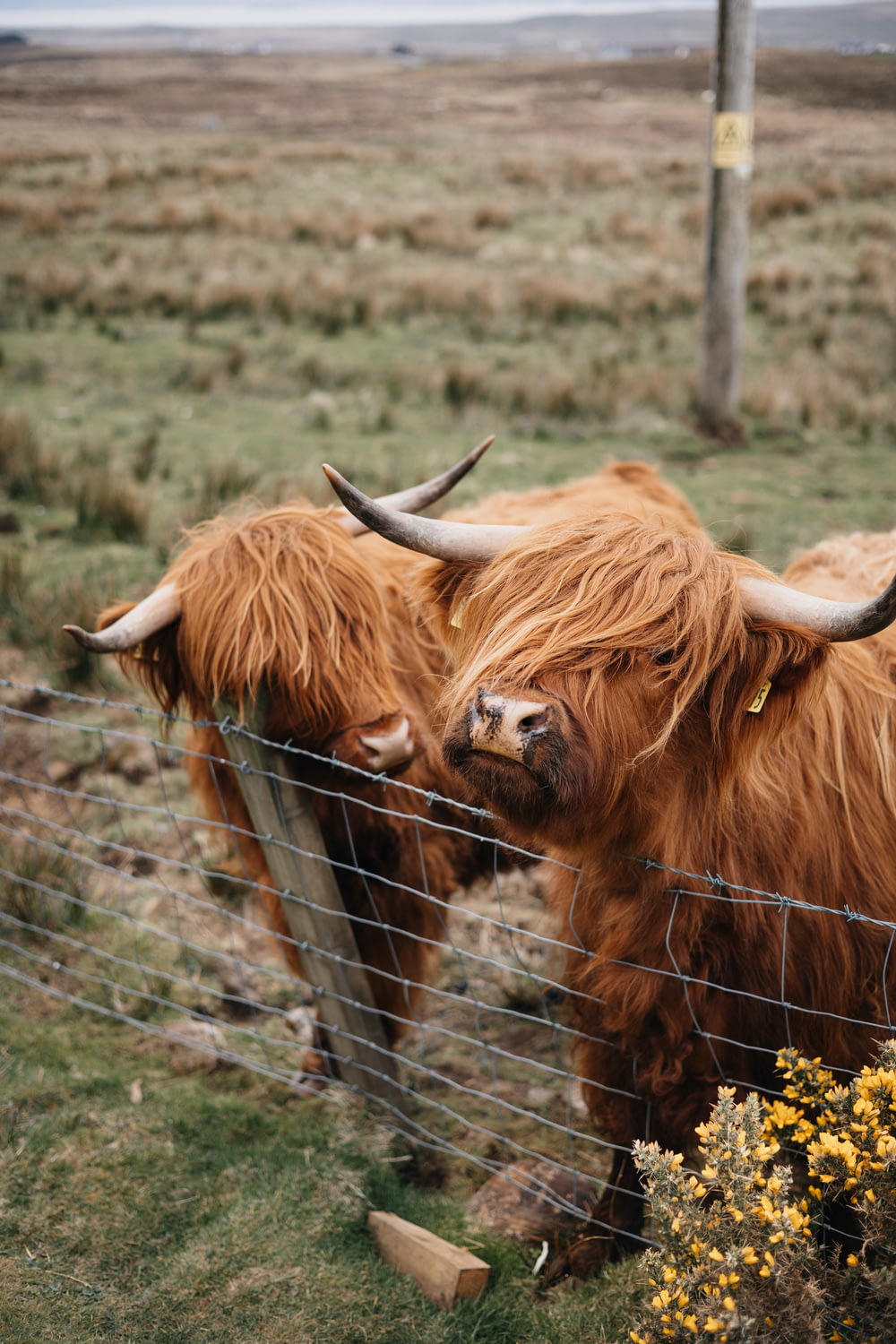 a couple of long haired cows standing next to a fence
