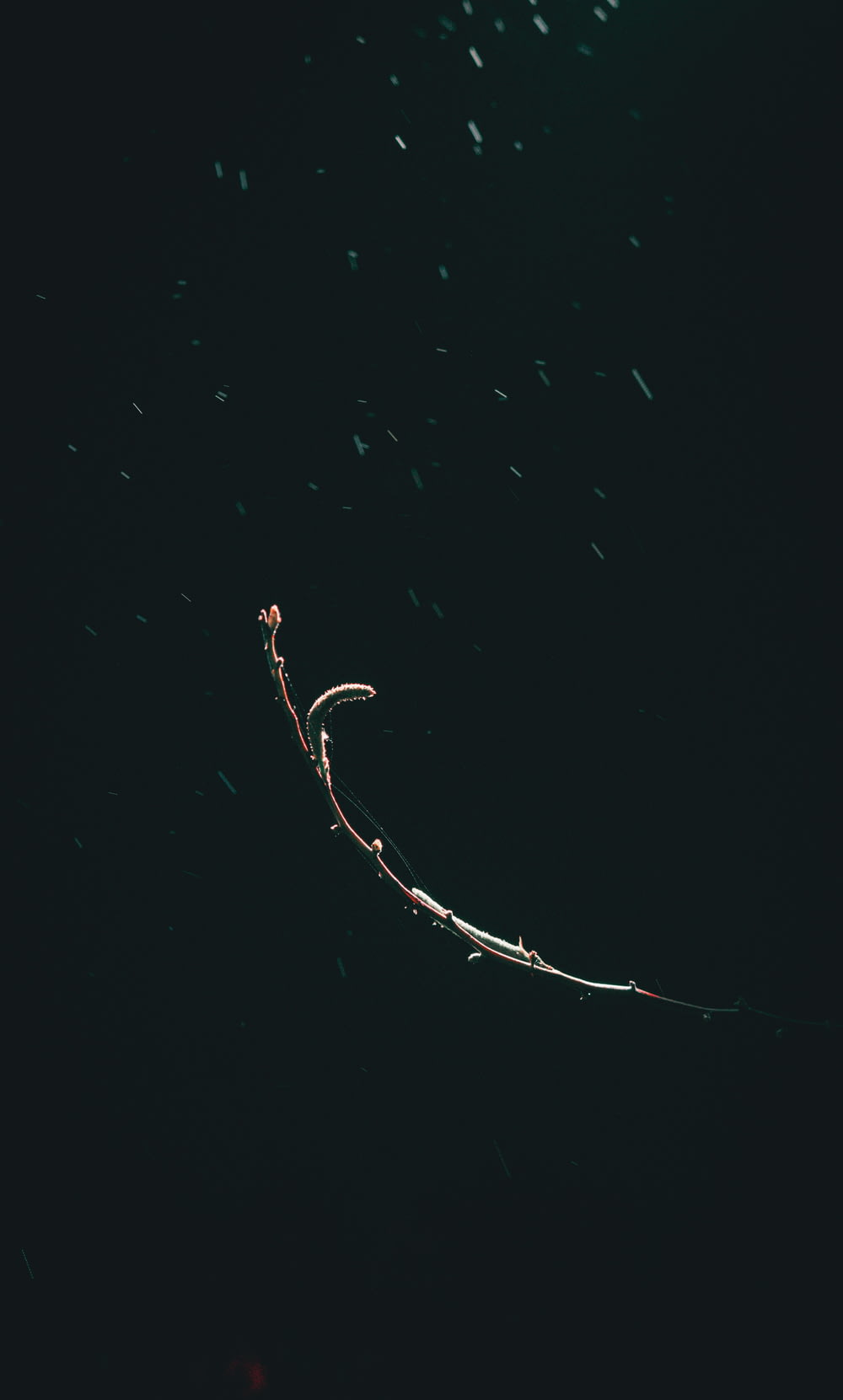 a branch of a plant in the dark