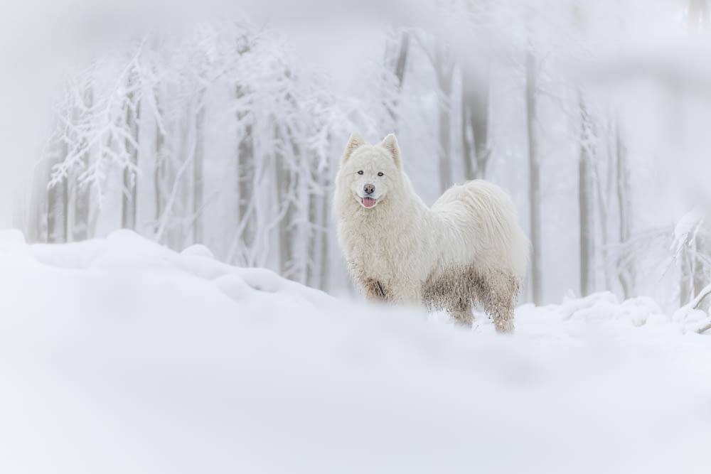 a white dog standing in a snowy forest