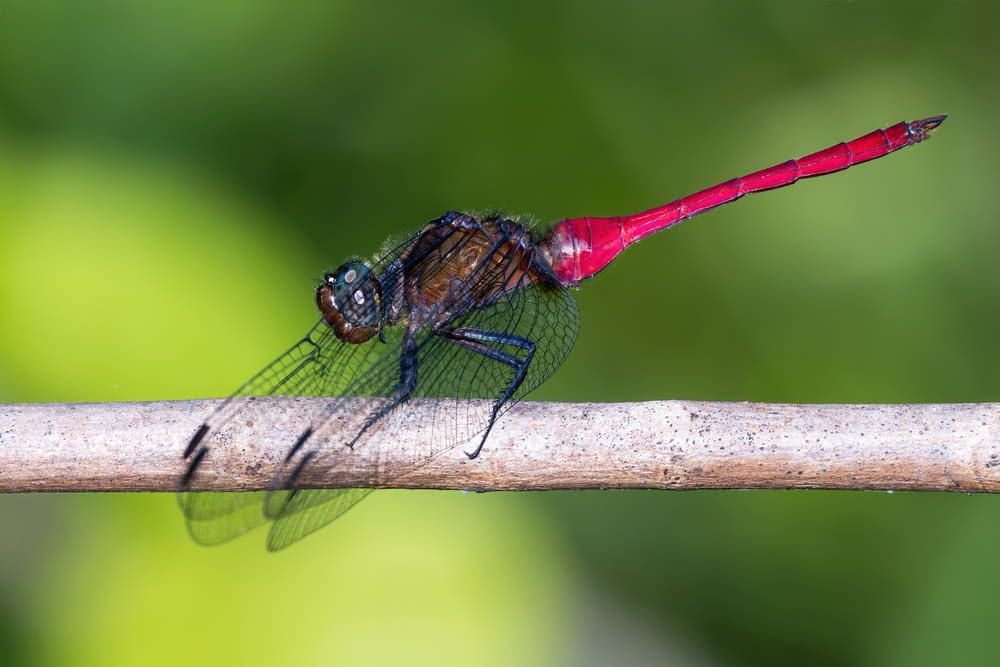 a red and black dragonfly sitting on top of a wooden stick