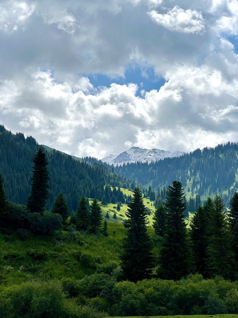 a lush green forest filled with trees under a cloudy sky