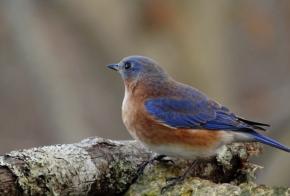 a blue bird sitting on a tree branch
