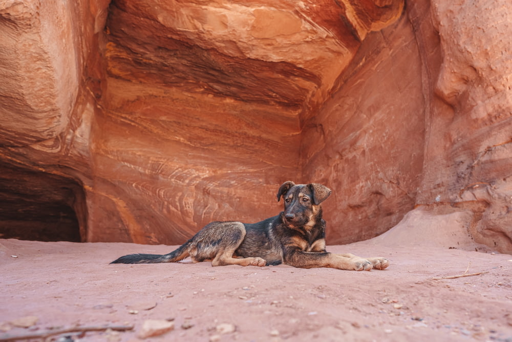 a dog laying on the ground in front of a rock formation