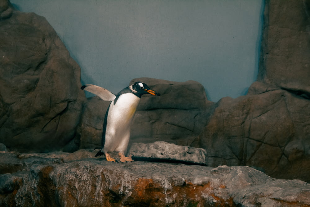 a penguin standing on a rock in a zoo
