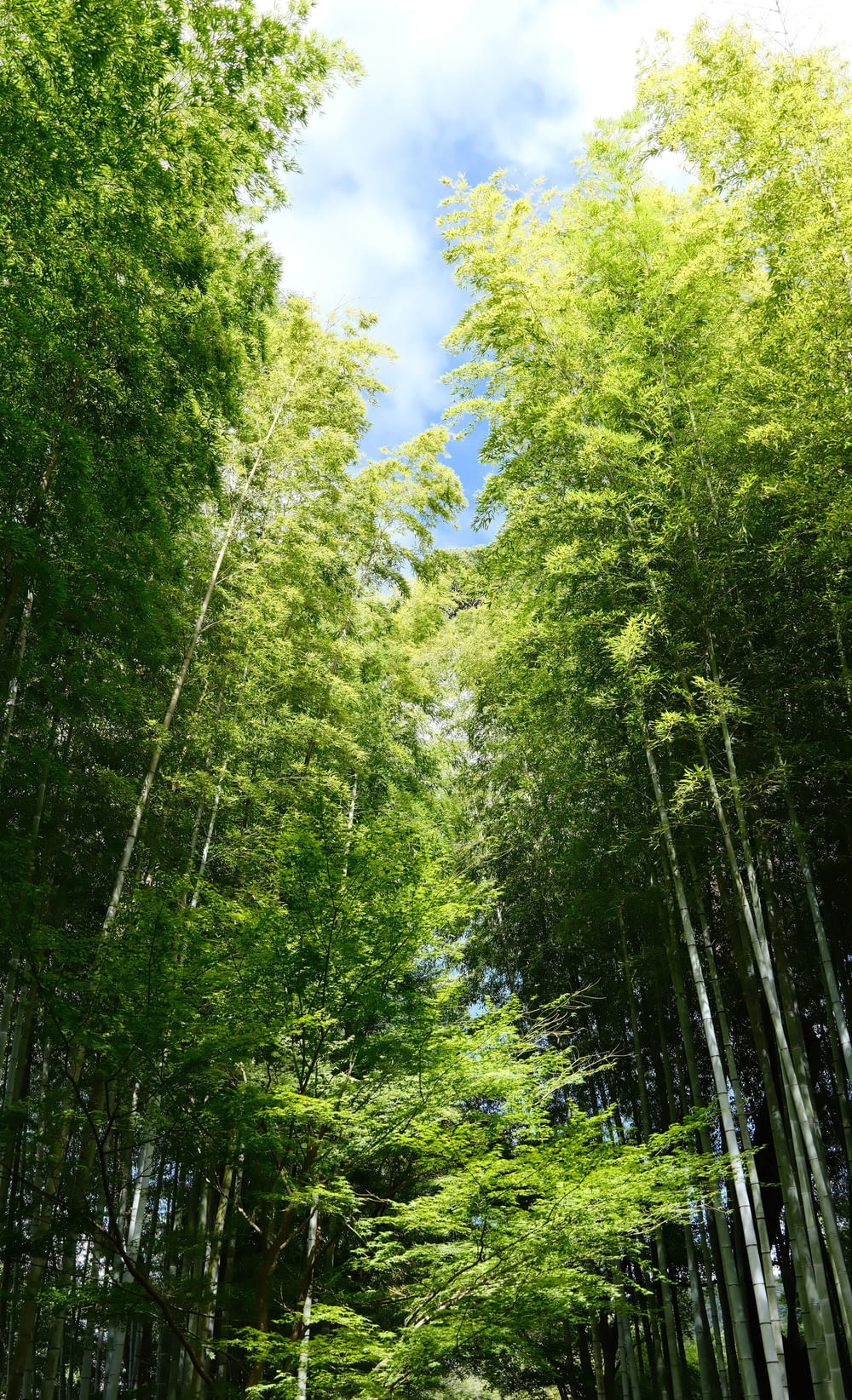 a dirt road surrounded by tall green trees