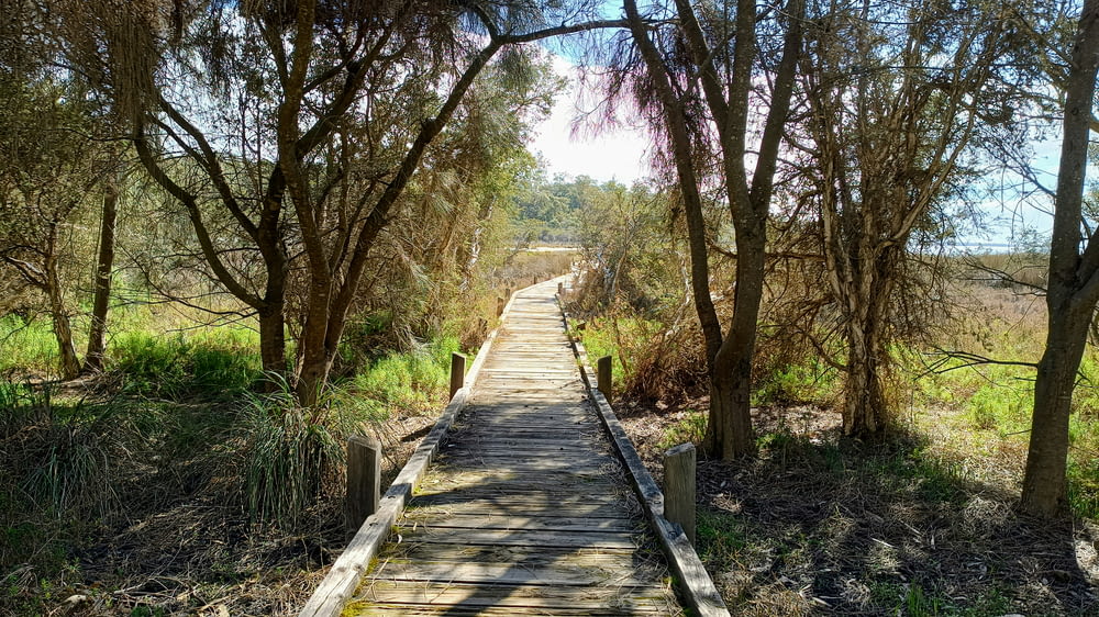 a wooden walkway in a wooded area surrounded by trees