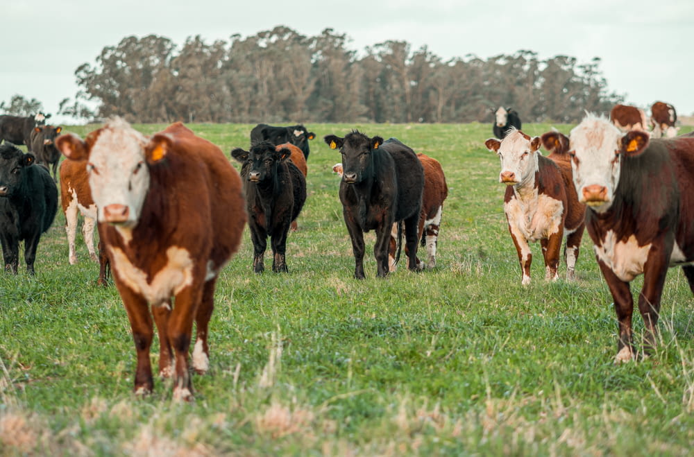 a herd of cows walking across a lush green field
