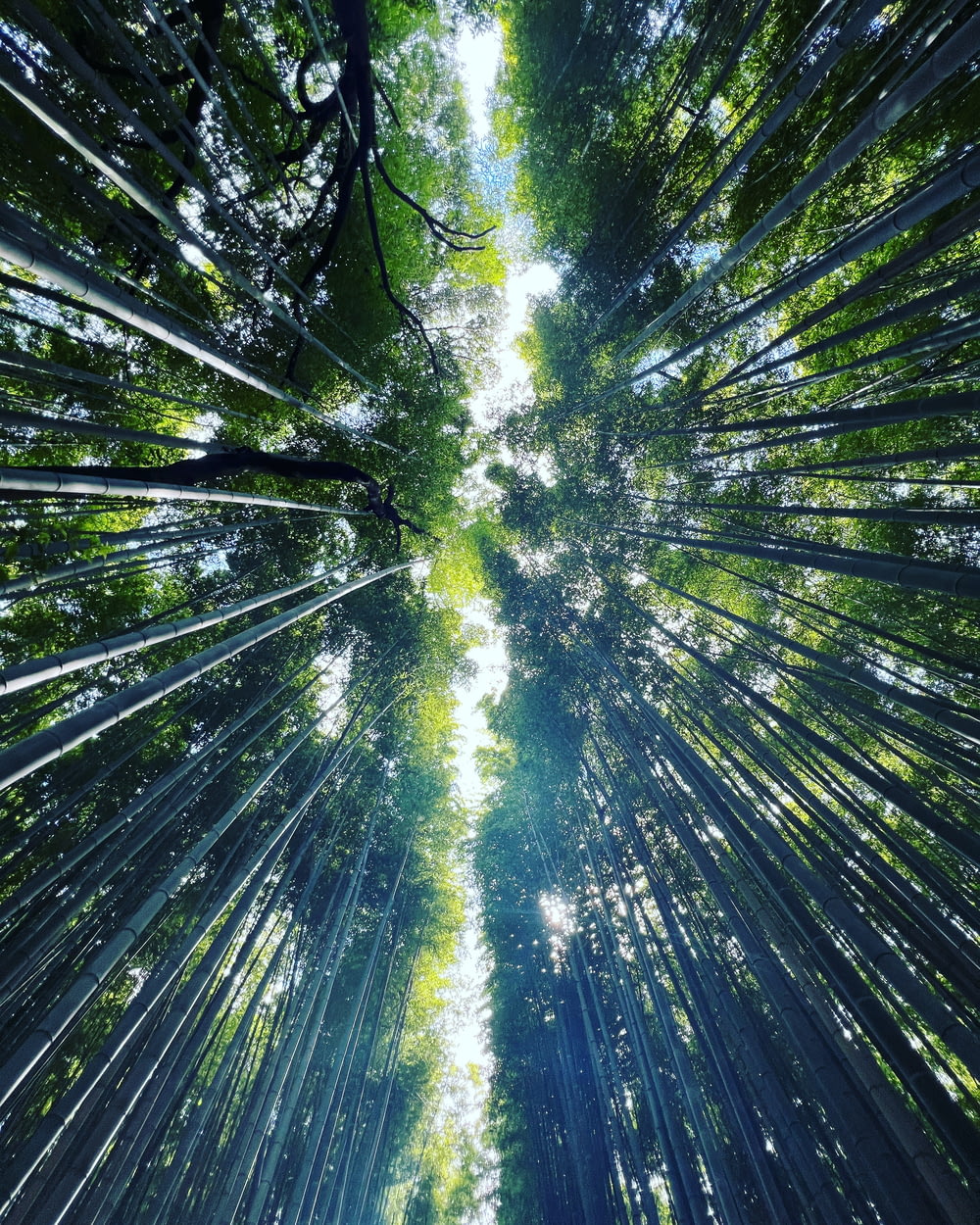 a view looking up into a forest filled with tall trees