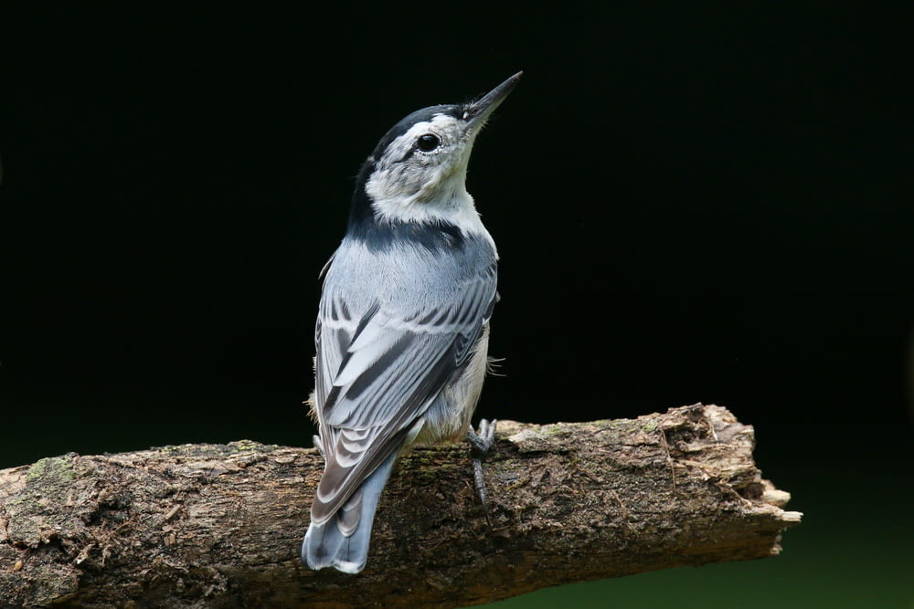 Un uccello seduto su un ramo con la bocca aperta
