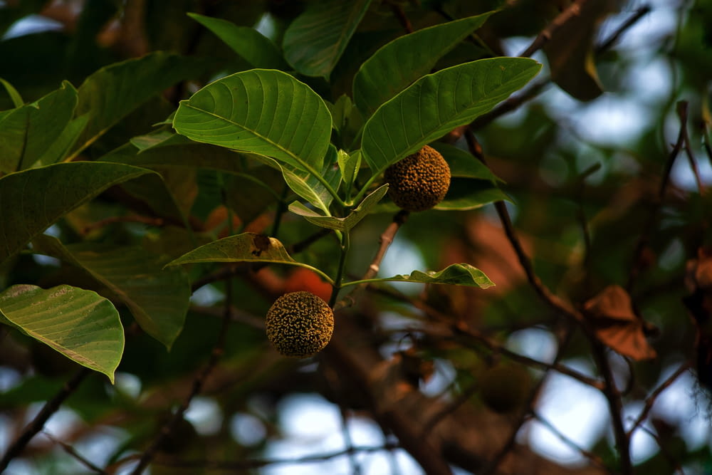 a close up of a tree with fruit on it