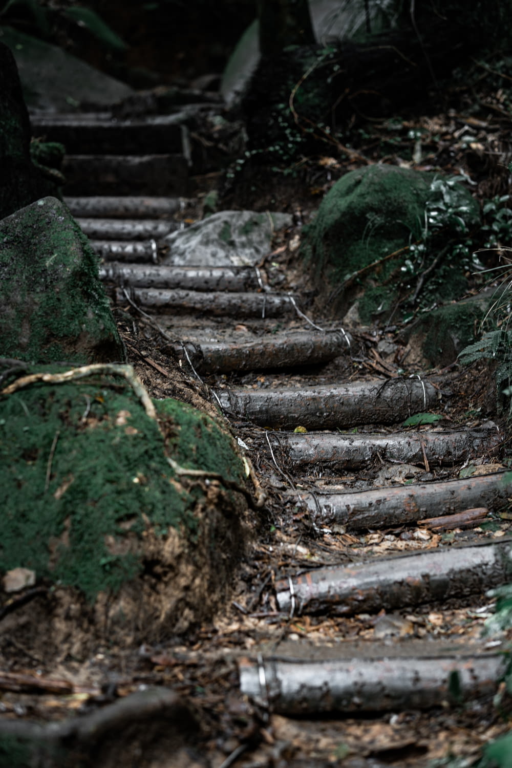 a set of steps in the woods with moss growing on them