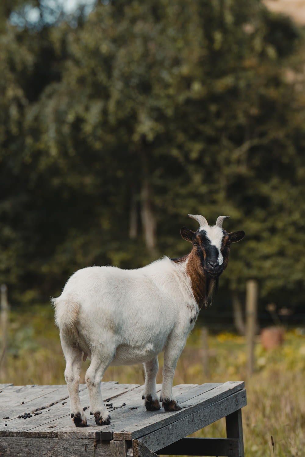 a goat standing on top of a wooden platform