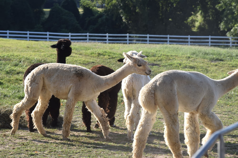 a herd of llamas walking across a grass covered field