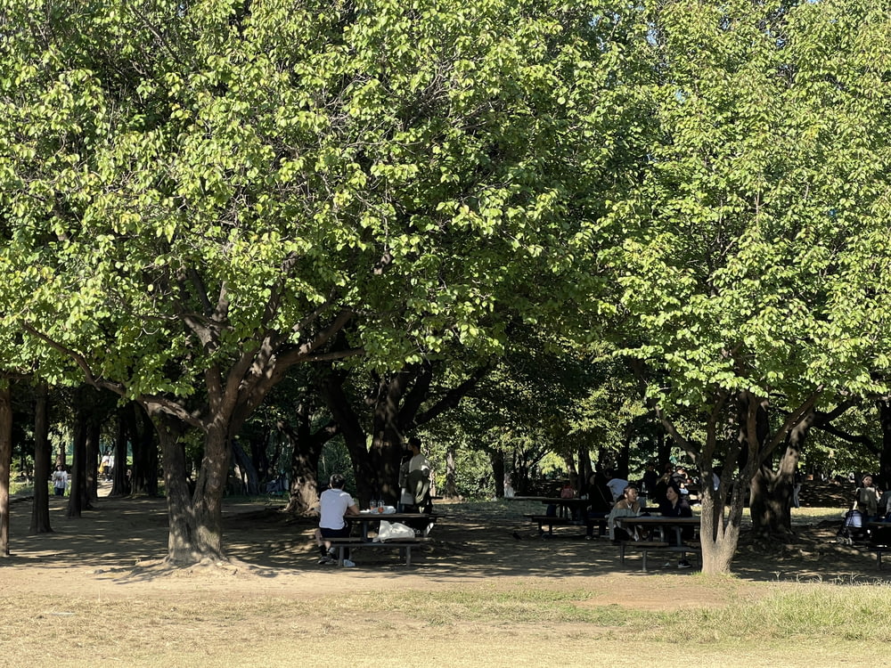 a group of people sitting at picnic tables under trees