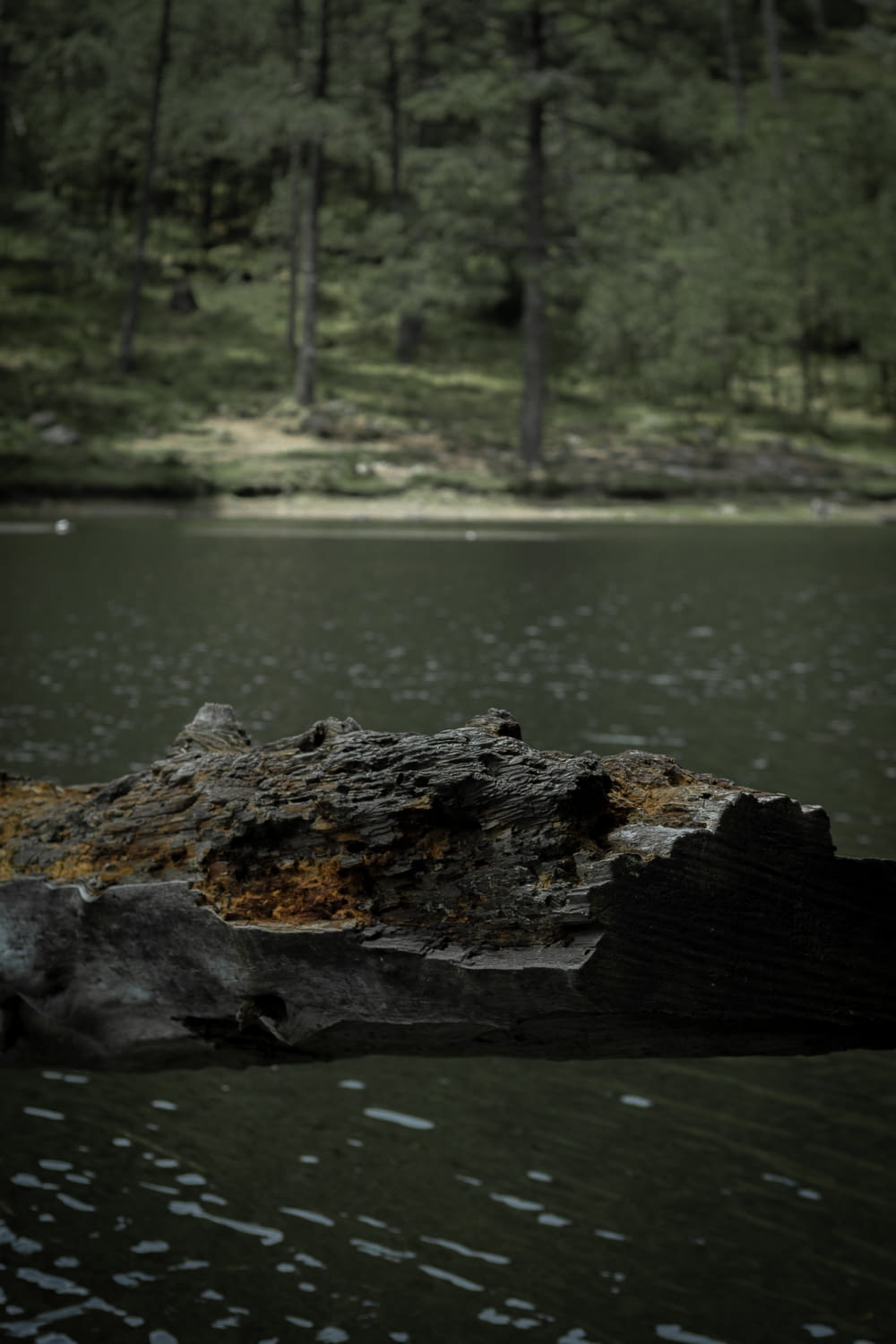 a piece of wood sitting on top of a body of water