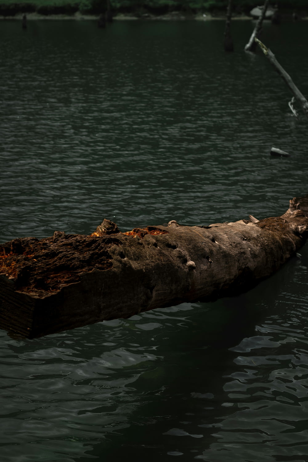 a large piece of wood floating on top of a body of water
