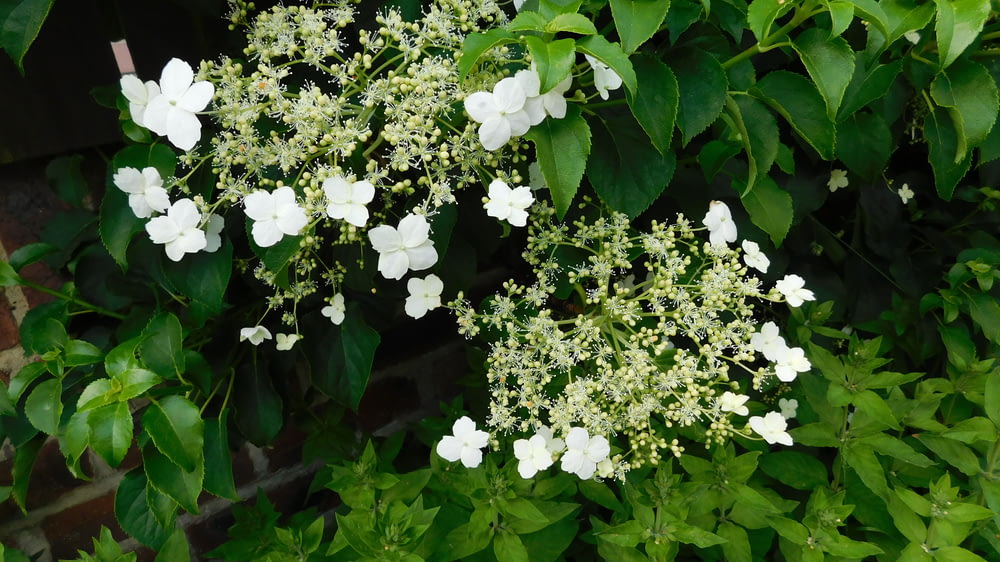 a bunch of white flowers growing on a bush