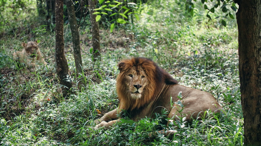 a lion laying down in the middle of a forest