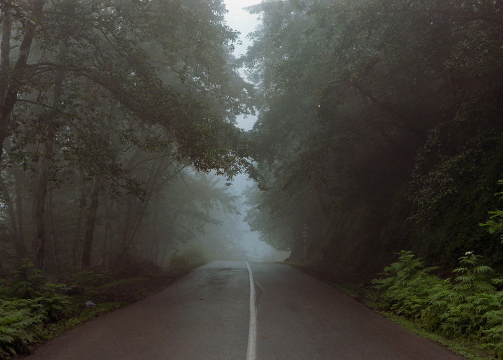 a foggy road with trees and bushes on both sides