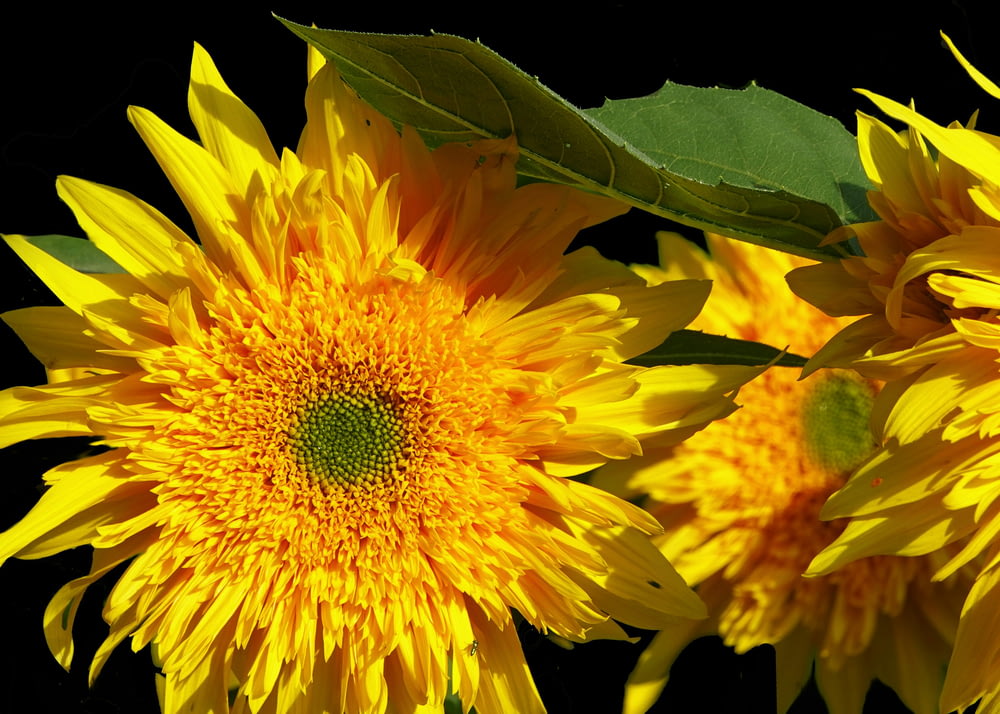 a group of yellow sunflowers with green leaves